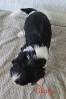 Gladys , a female Cavalier King Charles Spaniel for sale in Clare, MI – 2 of 3