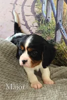 Major, a male Cavalier King Charles Spaniel for sale in Clare, MI – 2 of 3