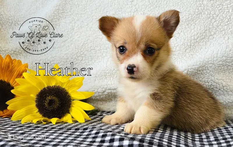Heather – Pembroke Welsh Corgi puppy for sale in Clare, MI