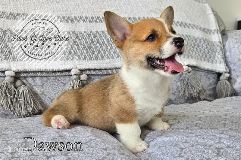 Dawson – Pembroke Welsh Corgi puppy for sale in Clare, MI