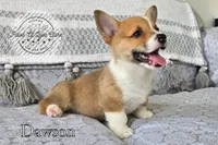 Dawson, a male Pembroke Welsh Corgi for sale in Clare, MI – 1 of 2