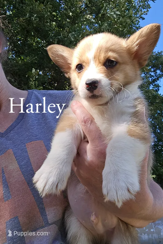 Harley – Pembroke Welsh Corgi puppy for sale in Clare, MI
