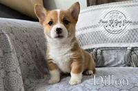 Dillon, a male Pembroke Welsh Corgi for sale in Clare, MI – 2 of 2
