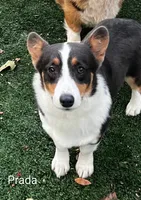 Bingo, a male Pembroke Welsh Corgi for sale in Clare, MI – 3 of 4