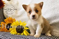 Harmony, a female Pembroke Welsh Corgi for sale in Clare, MI – 1 of 4