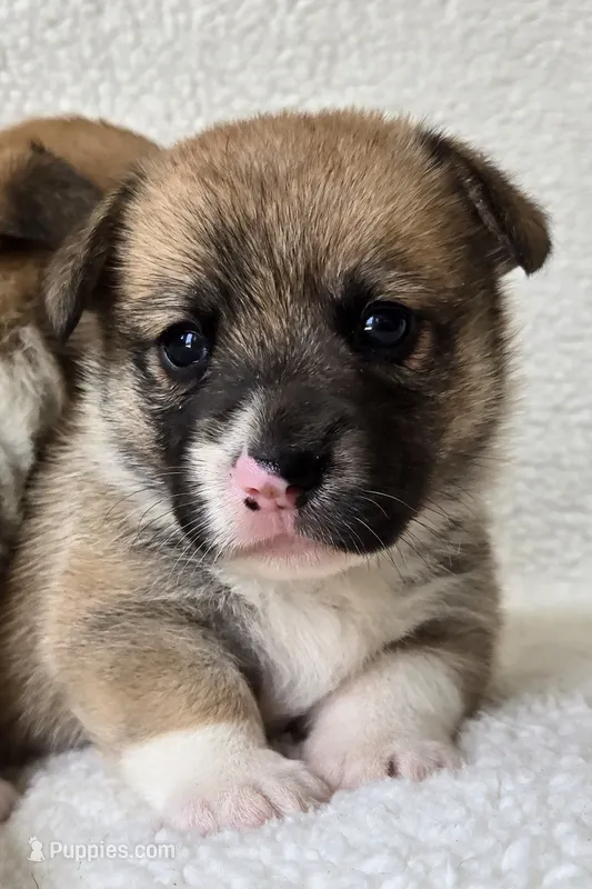 Duke – Pembroke Welsh Corgi puppy for sale in Clare, MI