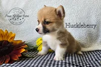 Huckleberry "Huck", a male Pembroke Welsh Corgi for sale in Clare, MI – 2 of 4