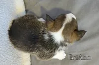 BriAnn, a female Pembroke Welsh Corgi for sale in Clare, MI – 4 of 4