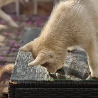 Mikey, a male Siberian Husky for sale in Louisville, KY – Photo 7 of 9