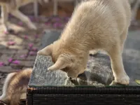 Mikey, a male Siberian Husky for sale in Tampa, FL – Photo 7 of 9