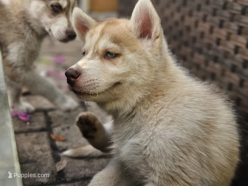 Mikey, a male Siberian Husky for sale in Tampa, FL – Photo 1 of 9