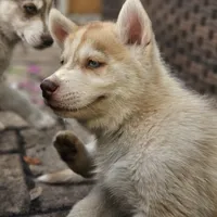 Mikey, a male Siberian Husky for sale in Louisville, KY – Photo 1 of 9