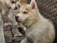 Mikey, a male Siberian Husky for sale in Tampa, FL – Photo 1 of 9