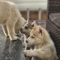 Mikey, a male Siberian Husky for sale in Louisville, KY – Photo 2 of 9