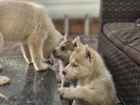 Mikey, a male Siberian Husky for sale in Tampa, FL – Photo 2 of 9