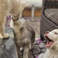 Mikey, a male Siberian Husky for sale in Louisville, KY – Photo 3 of 9