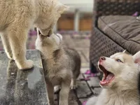 Mikey, a male Siberian Husky for sale in Tampa, FL – Photo 3 of 9