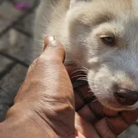 Mikey, a male Siberian Husky for sale in Louisville, KY – Photo 9 of 9