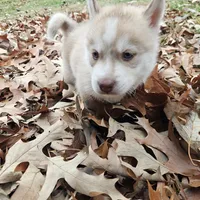 Mikey, a male Siberian Husky for sale in Louisville, KY – Photo 8 of 9