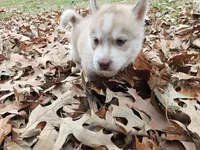 Mikey, a male Siberian Husky for sale in Tampa, FL – Photo 8 of 9