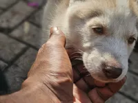 Mikey, a male Siberian Husky for sale in Tampa, FL – Photo 6 of 9