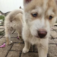 Mikey, a male Siberian Husky for sale in Louisville, KY – Photo 4 of 9