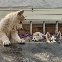 Mikey, a male Siberian Husky for sale in Louisville, KY – Photo 5 of 9