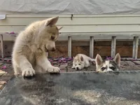 Mikey, a male Siberian Husky for sale in Tampa, FL – Photo 5 of 9