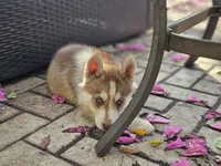 Choco, a male Siberian Husky for sale in Tampa, FL – Photo 4 of 7