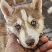 Choco, a male Siberian Husky for sale in Louisville, KY – Photo 5 of 7