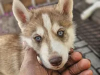 Choco, a male Siberian Husky for sale in Tampa, FL – Photo 5 of 7