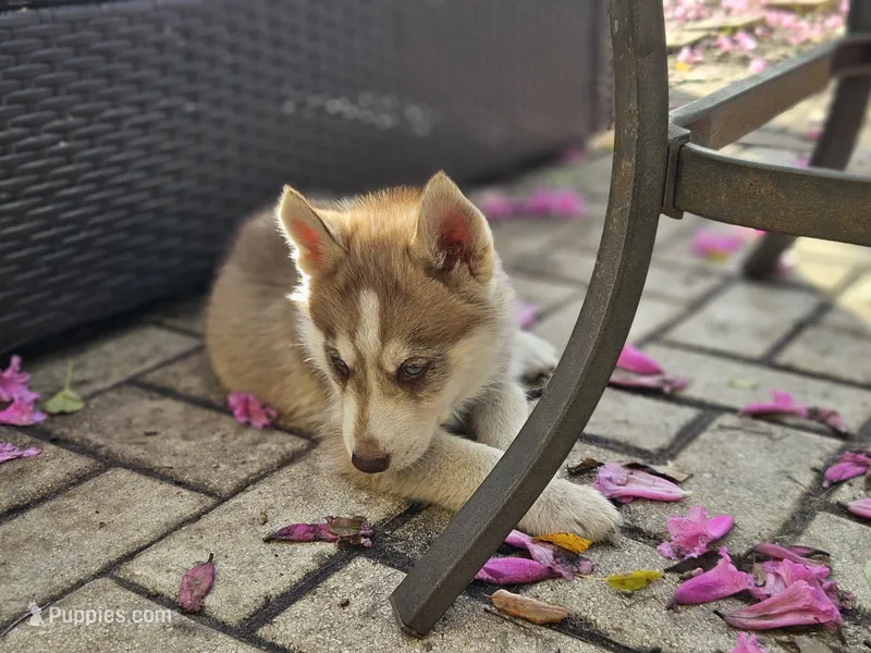 Choco, a male Siberian Husky for sale in Tampa, FL – Photo 1 of 7