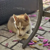 Choco, a male Siberian Husky for sale in Louisville, KY – Photo 1 of 7