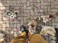 Choco, a male Siberian Husky for sale in Tampa, FL – Photo 6 of 7