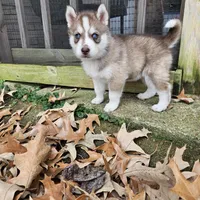 Choco, a male Siberian Husky for sale in Louisville, KY – Photo 2 of 7