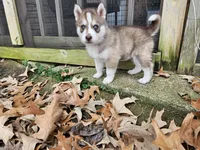 Choco, a male Siberian Husky for sale in Tampa, FL – Photo 2 of 7