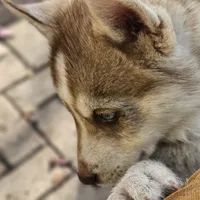 Choco, a male Siberian Husky for sale in Louisville, KY – Photo 7 of 7