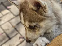 Choco, a male Siberian Husky for sale in Tampa, FL – Photo 7 of 7