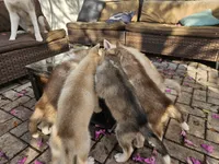 Sandy, a female Siberian Husky for sale in Tampa, FL – Photo 3 of 7