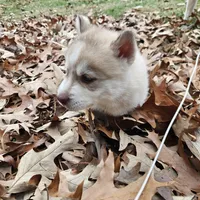 Sandy, a female Siberian Husky for sale in Louisville, KY – Photo 2 of 7
