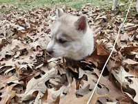 Sandy, a female Siberian Husky for sale in Tampa, FL – Photo 2 of 7