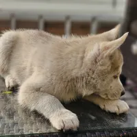 Sandy, a female Siberian Husky for sale in Louisville, KY – Photo 7 of 7