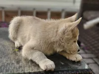 Sandy, a female Siberian Husky for sale in Tampa, FL – Photo 7 of 7