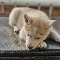 Sandy, a female Siberian Husky for sale in Louisville, KY – Photo 6 of 7