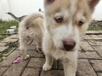 Sandy, a female Siberian Husky for sale in Tampa, FL – Photo 4 of 7