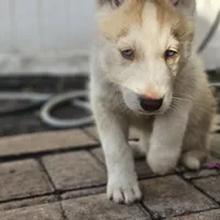 Sandy, a female Siberian Husky for sale in Louisville, KY – Photo 1 of 7