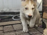 Sandy, a female Siberian Husky for sale in Tampa, FL – Photo 1 of 7