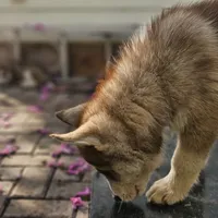 Teddy, a male Siberian Husky for sale in Louisville, KY – Photo 5 of 7