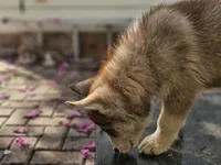 Teddy, a male Siberian Husky for sale in Tampa, FL – Photo 5 of 7