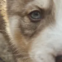 Teddy, a male Siberian Husky for sale in Louisville, KY – Photo 4 of 7